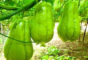 57岁女性吃瓜,揭秘瓜界传奇人生