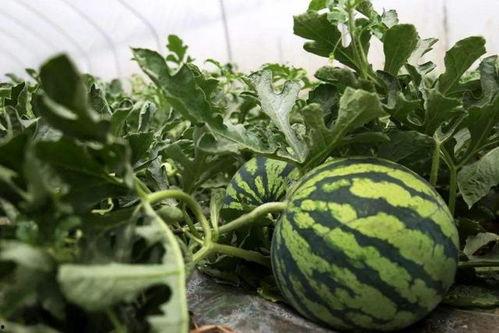 他吃瓜一,他吃瓜一生的传奇故事