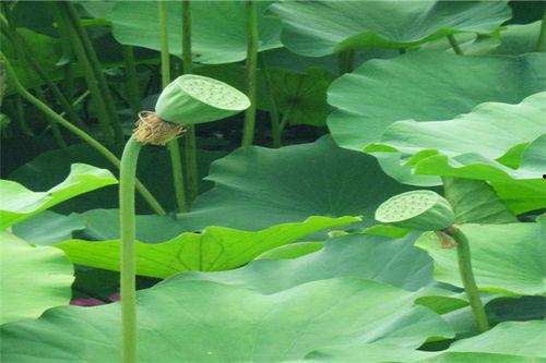 人类吃虫子吃瓜,人类食虫与食瓜的奇妙之旅